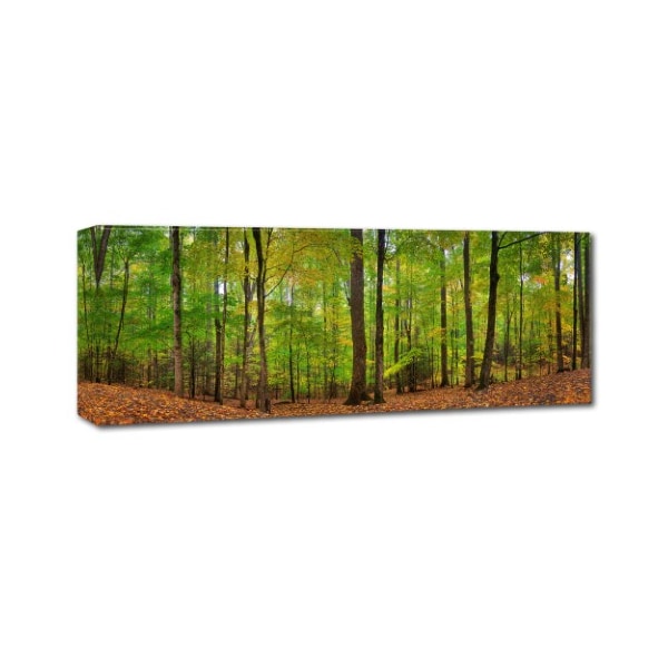 Doug Cavanah 'Forest Scene' Canvas Art,8x24